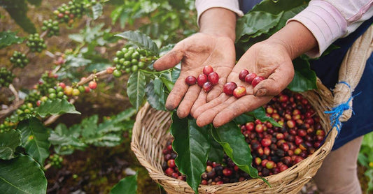 What is Natural Coffee and Why You Should Try It?